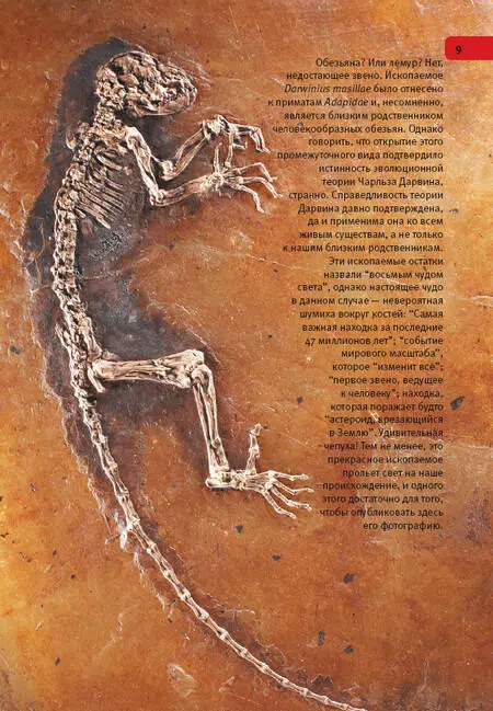 Обезьяна Или лемур Нет недостающее звено Ископаемое Darwinius masillae было - фото 104