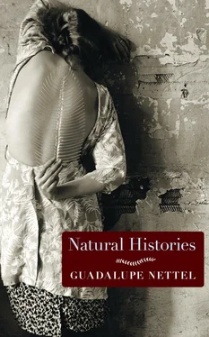 Guadalupe Nettel Natural Histories: Stories обложка книги