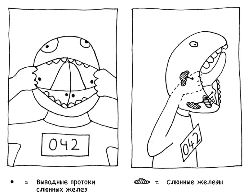 В процессе пищеварения слюнным железам отведена очень важная роль Ведь именно - фото 3