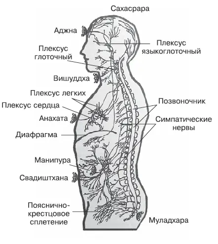 Рис 4 Расположение чакр по теории Мотоямы Ледбитера О том что люди - фото 5