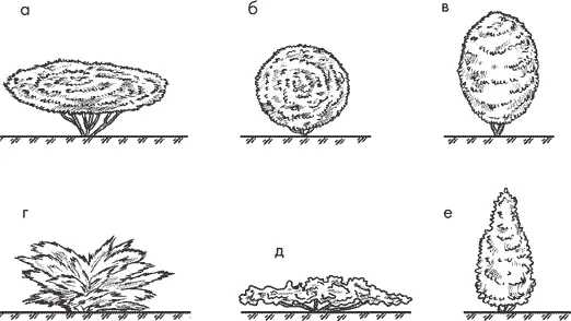 Рис 2 Кроны кустарников а продольноовальная б шаровидная в - фото 4