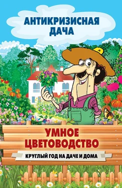 Сергей Кашин Умное цветоводство круглый год на даче и дома обложка книги