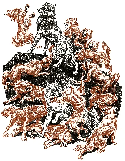 Волки бились на мокром красном песке между спутанными корнями деревьев в - фото 117