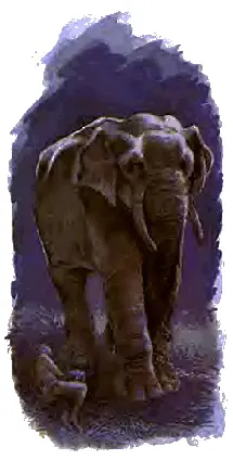 Наконец слоны начали по своему обыкновению ложиться один за другим и - фото 62