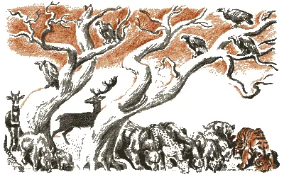 Олени и кабаны напрасно искали целыми днями чегонибудь получше сухой коры и - фото 75