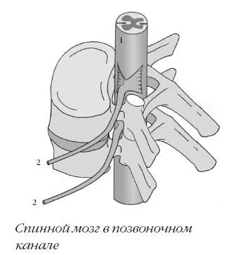 От спинного мозга отходят миллионы нервов наподобие микроскопических - фото 59