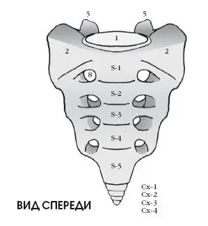 1 Основание крестца 2 Поперечный отросток 3 Дуга 4 Спинномозговой - фото 73
