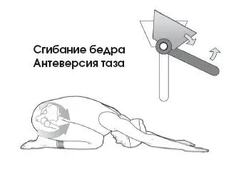 Сочетание разгибания бедра с ретроверсией таза довольно затруднено изза - фото 78