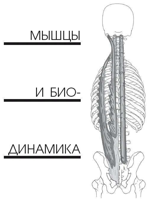Функции мышц Именно мышцы позволяют нашему телу совершать движение Это - фото 91