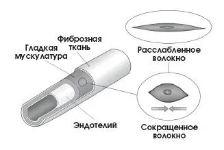 Сокращение гладкой мускулатуры кровеносных сосудов способствует сужению - фото 100