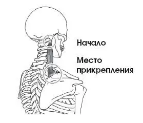 Если известны начало и место прикрепления мышцы а также траектория которую - фото 110
