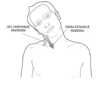 Поворот шейного отдела Кивательная мышца и прямые передние малая и большая - фото 125