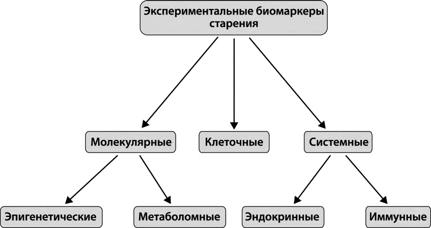 Рис 1 Группы экспериментальных биомаркеров старения Изменения на клеточном - фото 1