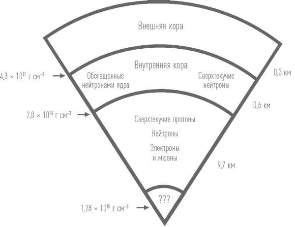 Внутреннее строение нейтронной звезды Выделяют две основные части ядро и - фото 7