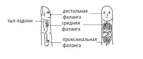 Рис 6 г Зонирование пальца по системе насекомого Система насекомого удобна - фото 23