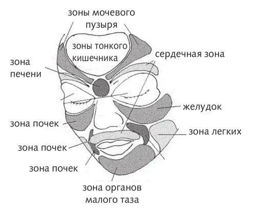 Рис 8 Зоны подобия на лице Щеки отражают состояние легких при этом правая - фото 30