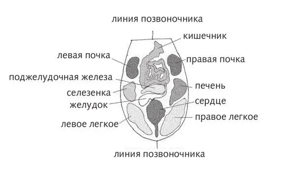 Рис 9 Зоны подобия на языке На правую боковую поверхность проецируются печень - фото 31