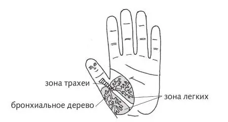 Рис 10 а Зона подобия легких на ладони по стандартной системе Рис 10 б - фото 33