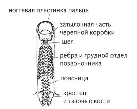 Рис 12 а Зона позвоночника по системе насекомого Рис 12 б Зона - фото 38