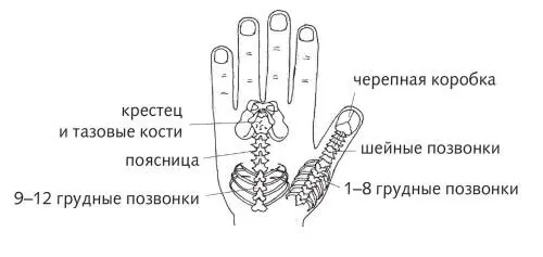 Рис 12 б Зона позвоночника по стандартной системе Итак зона подобия - фото 39