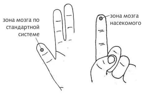 Рис 16 а б Зона мозга Между тем увеличить выносливость позволяют всего две - фото 44
