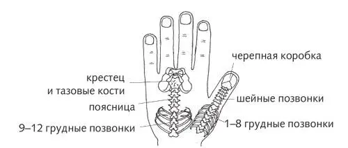 Рис 32 а б Зоны позвоночника в стандартной системе подобия На поверхности - фото 77