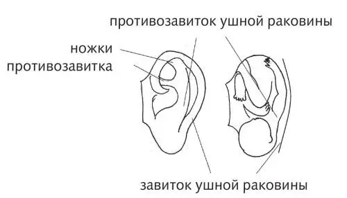 Рис 35 Проекция позвоночника на противозавиток уха Техника обработки - фото 81