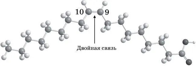Рис 162 Шаростержневая модель олеиновой кислоты Олеиновая кислота содержит - фото 104