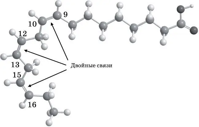 Рис 163 Шаростержневая модель α линоленовой кислоты которая содержит 18 - фото 105