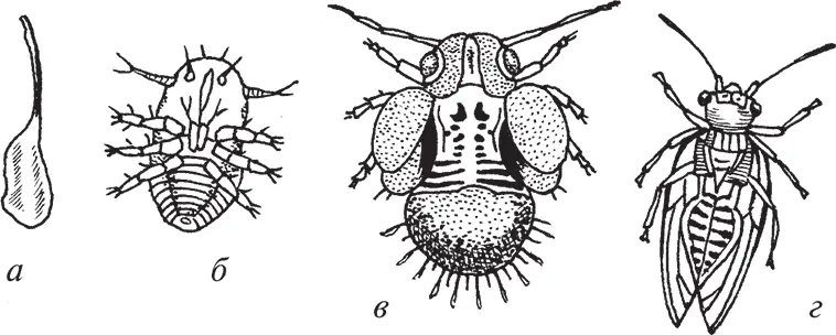 Рис 2 Грушевая медяница а яйцо б личинка в нимфа г взрослое - фото 3