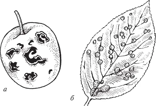 Рис 22 Парша яблони а плоды пораженные паршой б листья пораженные - фото 23