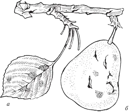 Рис 23 Парша груши а пораженная веточка б трещинки Пятнистость - фото 24