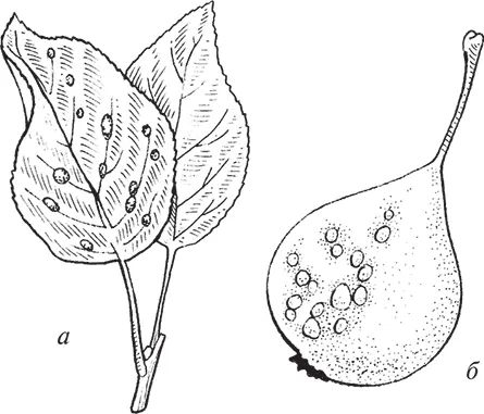 Рис 24 Поражение пятнистостью а листья яблони пораженные пятнистостью б - фото 25