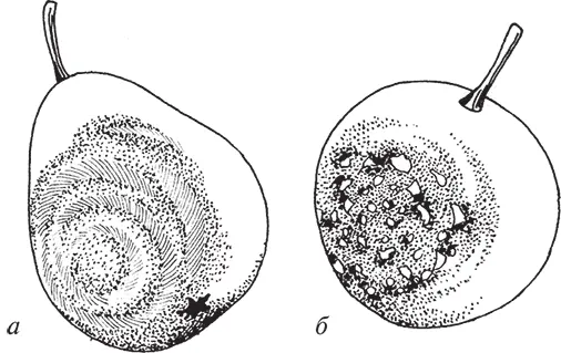 Рис 28 Плодовая гниль а на груше б на яблоке Благоприятным условием - фото 29