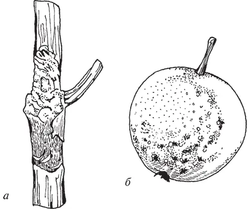 Рис 31 Черный рак а на ветке б на кожице яблока Хлороз Это - фото 32