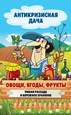 Сергей Кашин Овощи, ягоды, фрукты. Умная рассада и бережное хранение обложка книги