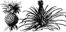 В XVIII и XIX веках заморский хрукт ананас считался неземным лакомством и - фото 8