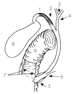 Рис 19 Двенадцатиперстная кишка и протоки желчный и поджелудочный - фото 58