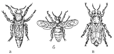 Рис 1 Особи пчелиной семьиа матка б рабочая пчела в трутень При - фото 1