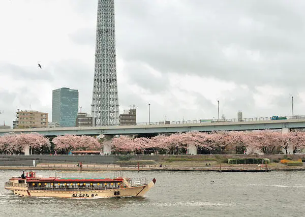 Вид на реку Сумида и Tokyo Skytree во время цветения сакуры Токио Река - фото 49