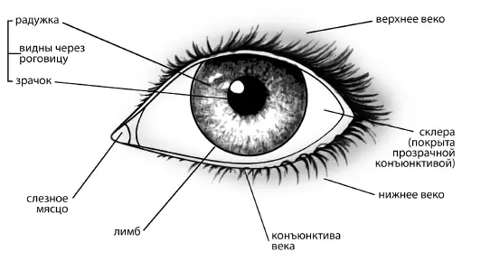 Рис 1 Здесь можно выделить веки верхнее и нижнее ресницы внутренний угол - фото 1