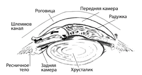 Рис 3 Хрусталик находится за зрачком он представляет собой биологическую - фото 3