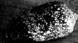 Экземпляр моллюска Conus Textile Рисунки на его раковине напоминают узор - фото 26