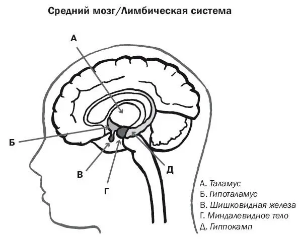 Хотя такая неподвижность в основном имеет защитный характер она может - фото 2