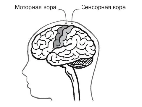 Главным центром движения в мозге является моторная кора полоска серого - фото 21