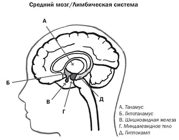 Тем не менее лимбическая система имеет несколько главных компонентов в - фото 29