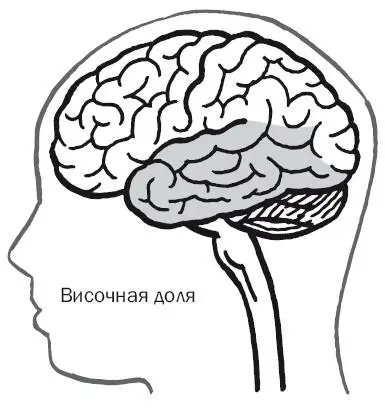 Эпилепсия височных долей сходным образом преображала жизнь других людей - фото 32