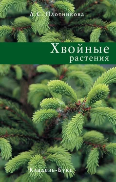 Лилиан Плотникова Хвойные растения обложка книги