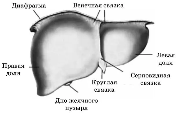 Рис 1 Строение печени Обе печеночные доли разделены между собой спереди - фото 1