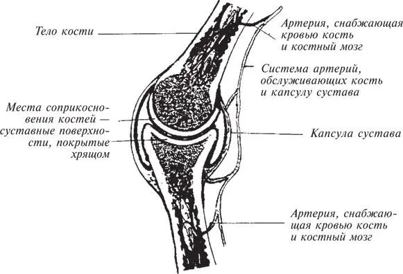 Рис 28 Сустав пальца Артерия подходящая к капсуле может расширяться - фото 46